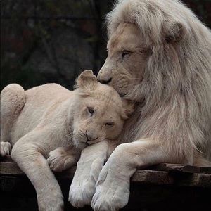 Meet your Posher, Amal